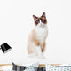 Snowshoe cat 