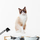 Snowshoe cat 