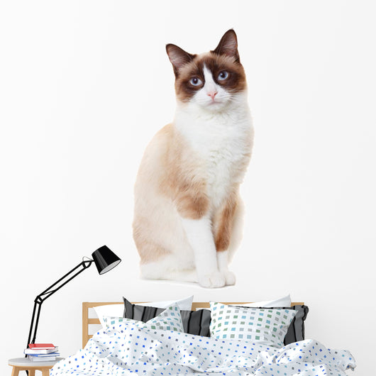 Snowshoe cat 