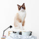 Snowshoe cat 