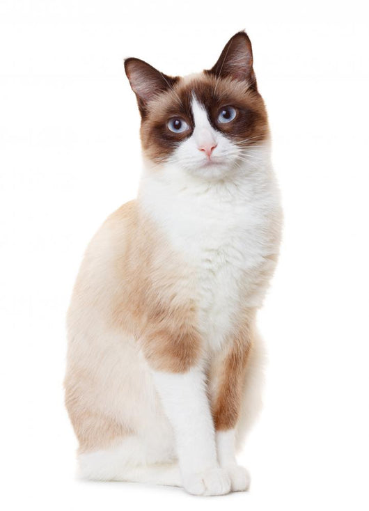 Snowshoe cat 