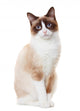 Snowshoe cat 