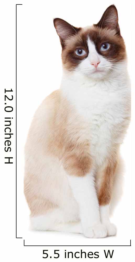 Snowshoe cat 