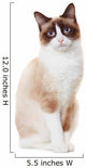 Snowshoe cat 