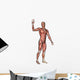 Male Anatomy Figure Wall Decal