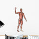 Male Anatomy Figure Wall Decal