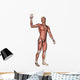 Male Anatomy Figure Wall Decal