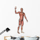 Male Anatomy Figure Wall Decal