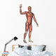 Male Anatomy Figure Wall Decal