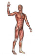 Male Anatomy Figure Wall Decal