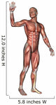 Male Anatomy Figure Wall Decal