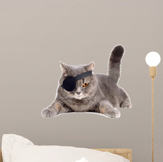 One-eyed cat 