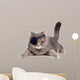 One-eyed cat 