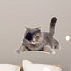 One-eyed cat 