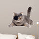 One-eyed cat 
