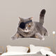 One-eyed cat 