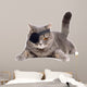 One-eyed cat 