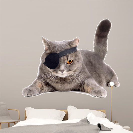 One-eyed cat 