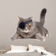 One-eyed cat 