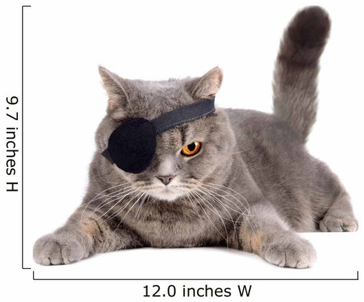 One-eyed cat 