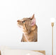 Beautiful Cat 