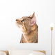 Beautiful Cat 