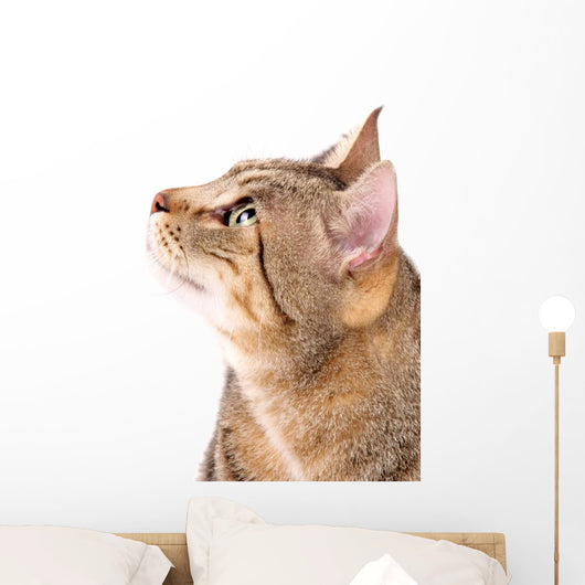 Beautiful Cat 