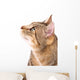 Beautiful Cat 