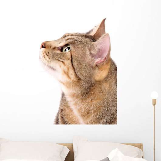 Beautiful Cat 