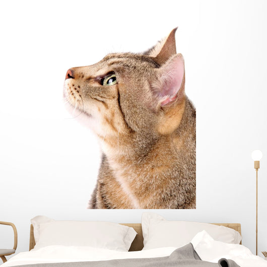 Beautiful Cat 
