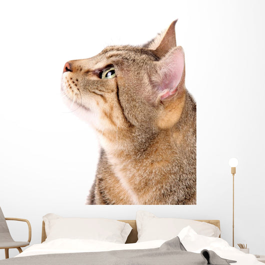 Beautiful Cat 