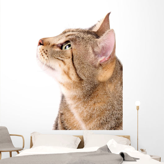 Beautiful Cat 