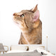 Beautiful Cat 