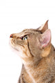 Beautiful Cat 