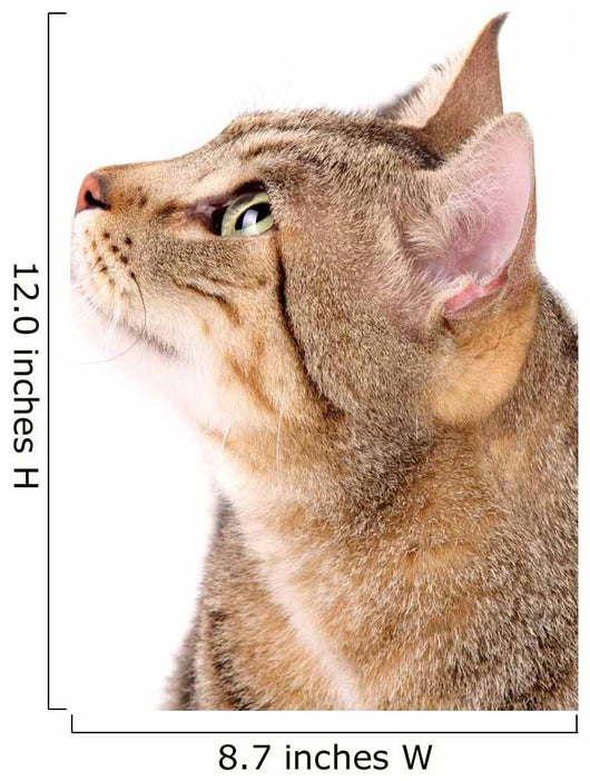 Beautiful Cat 