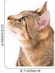 Beautiful Cat 