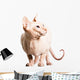 Don Sphinx (donsphinx) Cat. Isolated on White Background. Wall Decal