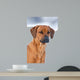 Rhodesian Ridgeback 