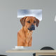 Rhodesian Ridgeback 