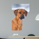 Rhodesian Ridgeback 