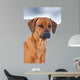 Rhodesian Ridgeback 