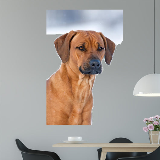 Rhodesian Ridgeback 