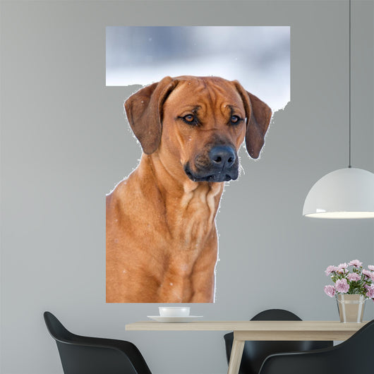 Rhodesian Ridgeback 
