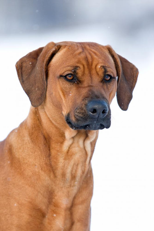Rhodesian Ridgeback 