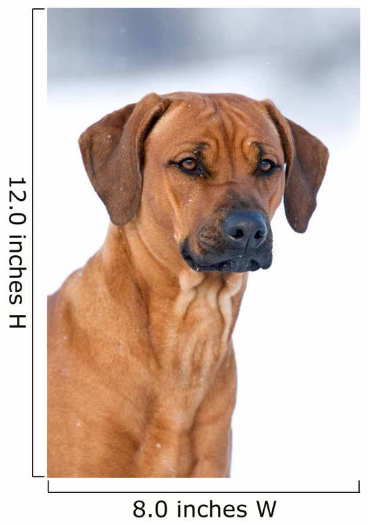 Rhodesian Ridgeback 
