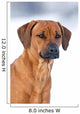 Rhodesian Ridgeback 