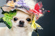 Dog Funny Cap Wall Decal