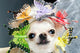 Funny Dog Wall Decal