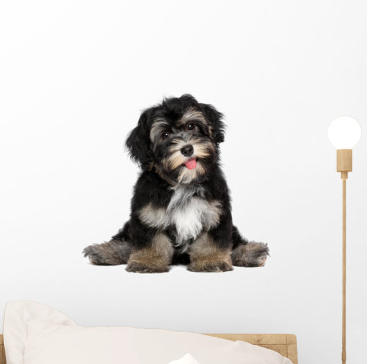 Funny smiling black and tan havanese puppy dog Wall Decal
