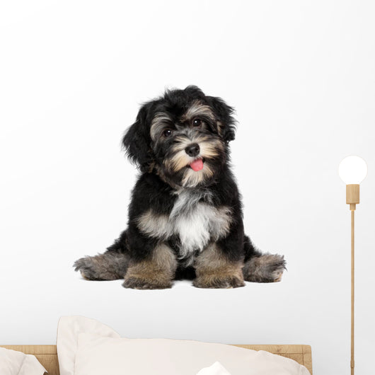 Funny smiling black and tan havanese puppy dog Wall Decal